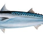 Auxid Makrill