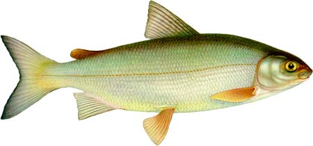 Siklöjor