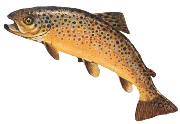 Öring