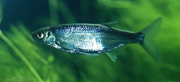 Löja
