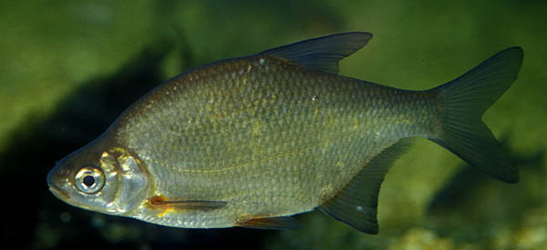 Björkna
