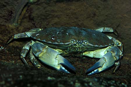 Krabba