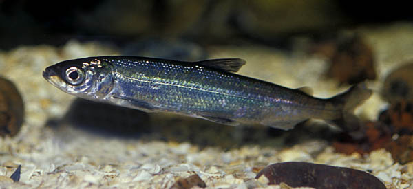 siklöja