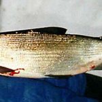 Aspsik