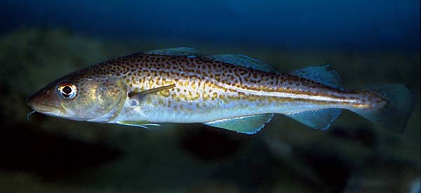 Torsk
