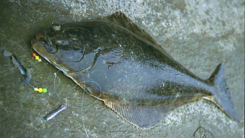 Helgeflundra