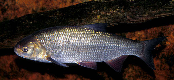 Id
