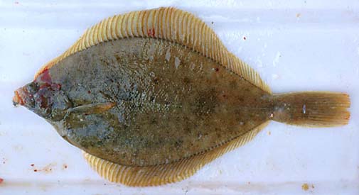 Sandskädda