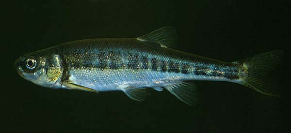 Elritsa