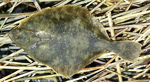 Skrubbskädda