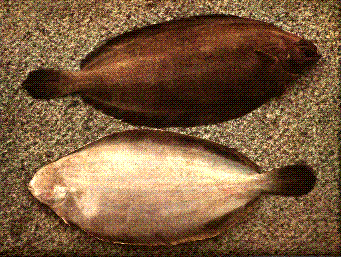 Rödtunga