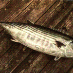 Atlantisk bonito