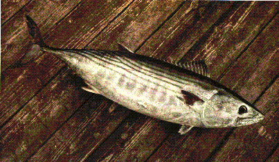 Atlantisk bonito