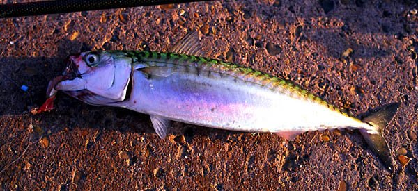 Makrill