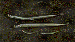 Tobiskung