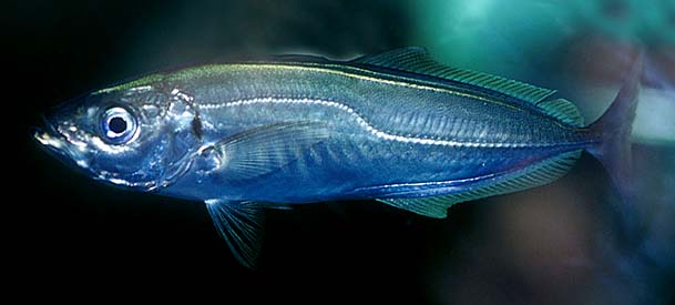 Taggmakrill